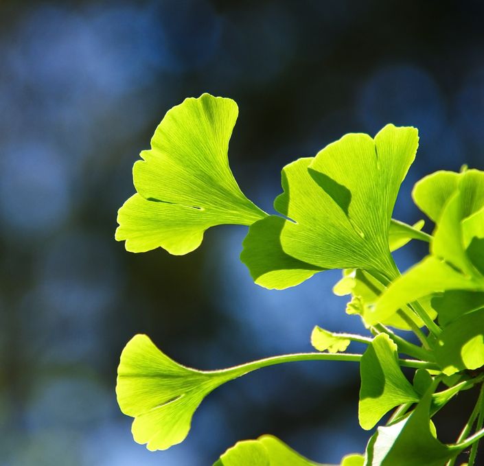 The Herbs Ginkgo and Rhodiola